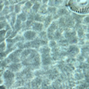 Meet your Posher, Asta